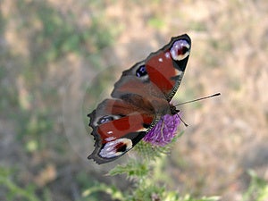 Bella farfalla marrone con macchie sulle ali si siede su un lilla fiore al centro di una foto su una luce verde-marrone di sfondo.