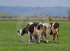 Mucche sfoglia il paesaggio, vicino al villaggio.