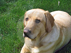 Free Stock Photos: Yellow Lab Picture. Image: 242928