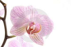 Zblízka z purpurovej orchidey.