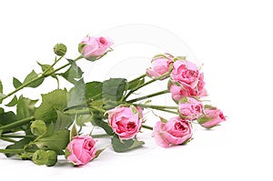 Alcune rose rosa con spazio vuoto per il vostro testo su sfondo bianco.