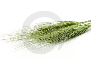 Zelená pšenica uši izolované na bielom.