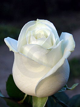 Z biely ruže.
