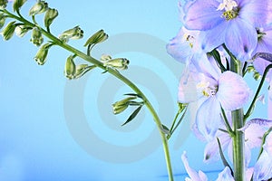 Modrá kvetina-farebné romantické kvety.