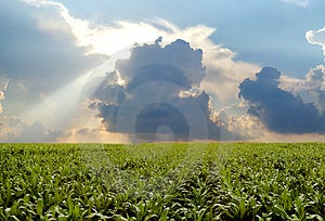 Kukuřičné pole se během bouřlivého dne.