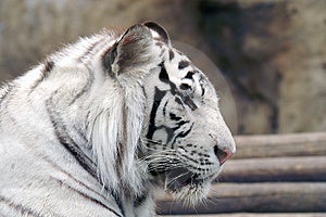 Profilo di tigre bianca del bengala.