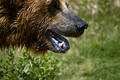 Bear Face free stock image