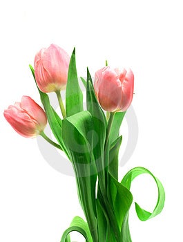 Beautful tulipány na bielom pozadí.
