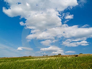 Estate, paesaggio, cielo azzurro con le nuvole, prato verde con le mucche.