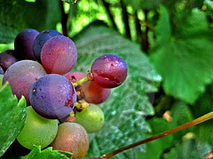 Paffuto rossa, verde e bianca uva da vino appeso sulla pianta in Oregon Paese del vino.