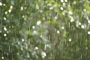Le gocce di pioggia, illuminata da una luce su uno sfondo di foglie verdi.