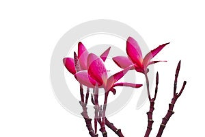 Pink Frangipani, Plumeria, Templetree,Thai flower Royalty Free Stock Images Pink Frangipani, Plumeria, Templetree,Thai flower Royalty Free Stock Images