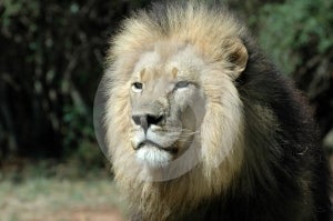 Lev, kráľ z.