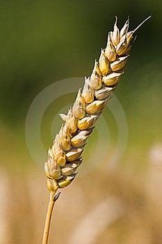 Foto di una spiga di grano contro un soft focus sfondo.