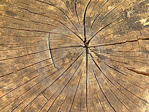 Morto legna , illustrando struttura del legno un struttura.