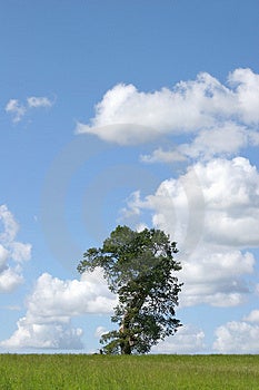 Albero di quercia in estate con la parte dell'albero mancanti a causa di un fulmine, con l'erba in primo piano, sullo sfondo di un cielo azzurro e alto cumulus nuvole.