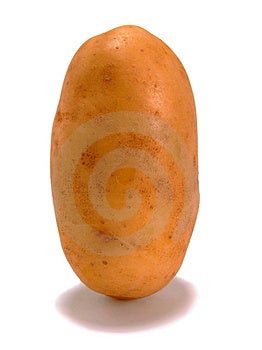 Una patata (varietà Agria) in piedi sul fine, isolato su bianco puro.