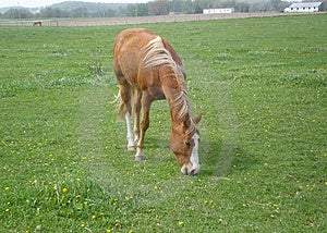 Hnědý záliv kůň hlavní ocas jíst tráva v pastvina další kůň jíst tráva v.