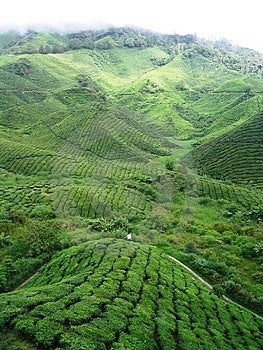 Čaj rostliny koberec stráních, na Cameron Highland Čaj Plantáž poblíž Kuala Lumpur, Malajsie.