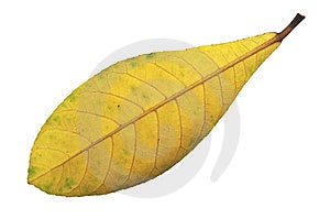 Foglia gialla Su bianco, La parte anteriore del Elaeocarpus foglia.