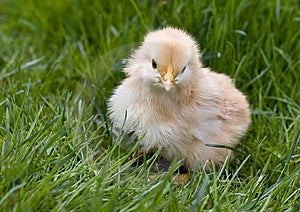 Carino birichino di pollo in erba.