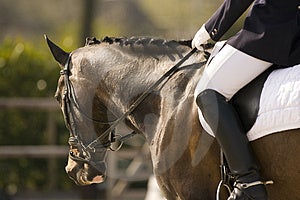 Retrato marrón entrenamiento de caballos un caballo.
