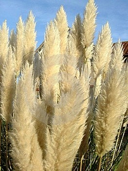 Stock Image: Feathery Plant Picture. Image: 59601