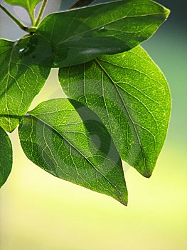 Dos verde retroiluminado hojas sobre el rama.