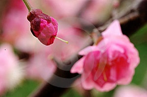 Ein Mei Blumen Knospe mit rosigen Farben und eine Mei Blume, die beide in den weichen hintergrund von rosa Mei Blume.