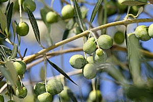 Čerstvou olivovou ratolestí s listy.
