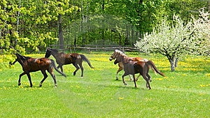 Koně běží na louce, přes pampelišky a bllom9ng stromy.