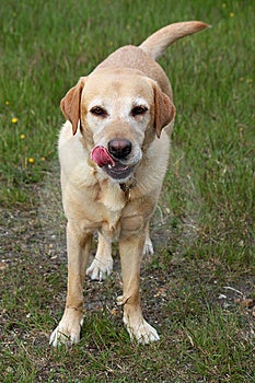 Il cane leccata suo labbra dopo mangiare qualcosa gustoso.