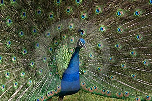 Un pavone nel suo orgoglio, Quando pavoni estro, il maschio di pavone si alza la coda e la mostra di sé al femminile.