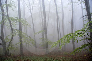 Hmlistý les hmla strom ticho príroda.