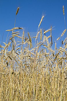 Plantación de trigo desplegado de trigo cabeza.
