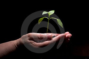 Hände holdings eine kleine grüne pflanze, die auf einem schwarzen hintergrund.
