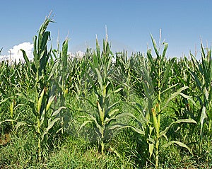 Irrigata campo di grano con le spighe di grano maturo.