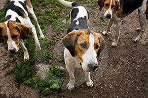 Piedi da cani da caccia da estate mattina.