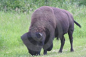 Un maschio solitario bison escoriazioni sul trifoglio.