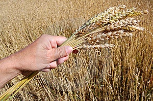 Di grano dorato fiel, e tenere la mano spighe di grano.