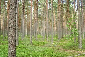 Borovice lesní a cesta do hlubin lesa.