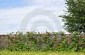 Rurale recinzione con fiori di paesaggio.