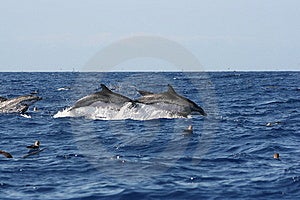 Rodina z divoký delfíni plavání a skákání volný na oceán.
