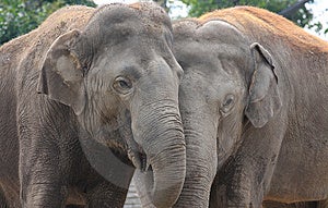 Una coppia di maturi elefanti Asiatici abbracci e mostrare affetto l'uno per l'altro.