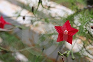 Ideálny Hviezda flower-- vyvážené a symetrické kvet kvet Indii.