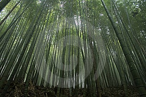Bambus les v ázie.