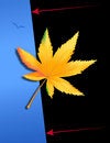 Marijuana Leaf free stock image