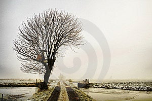 Zimní strom v mlhavé holandské krajiny.