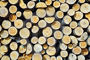 Palo di legno, texture del legno, alberi abbattuti.