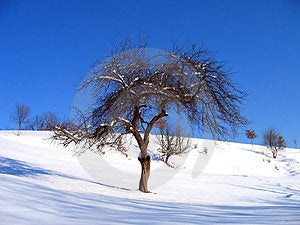 Blauer Himmel, weißer Schnee, hellen Tag und in der Mitte, alle von Ihnen, der einen Baum.